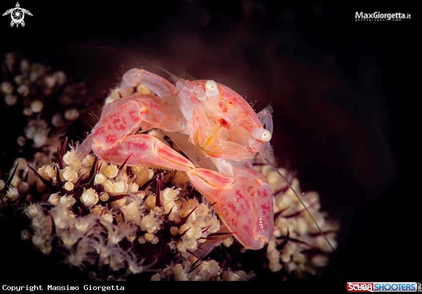 A lisoporcellain crab