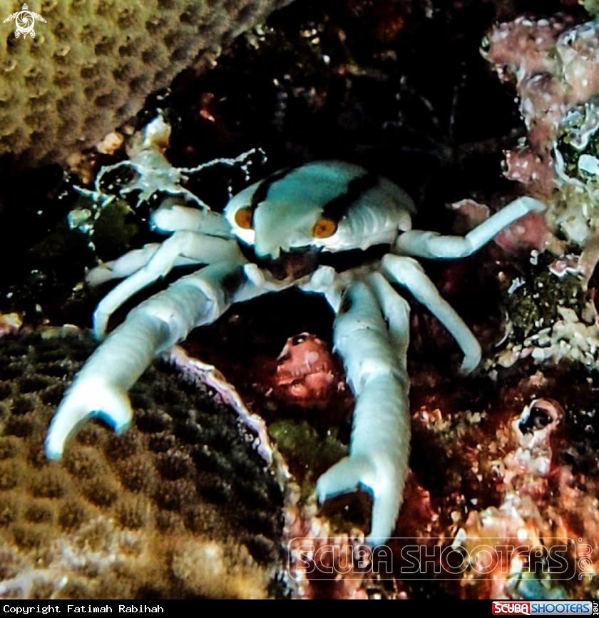 A Squat Lobsters (Coral Crab)