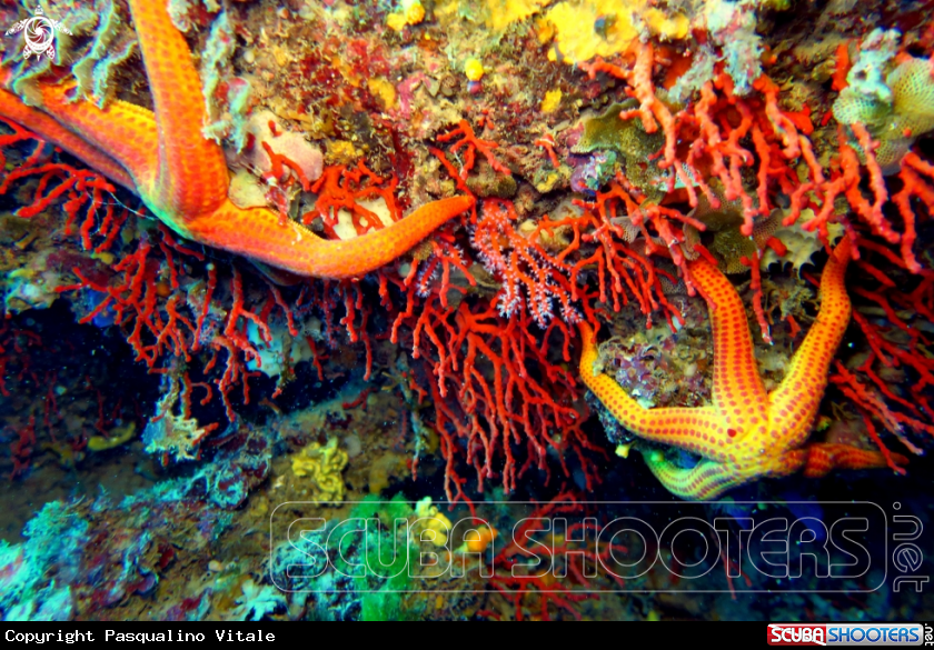 A Stelle e coralli