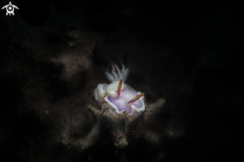 A Thorunna daniellae | nudibranch 