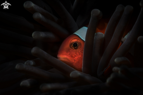 A Amphiprion percula | clownfish