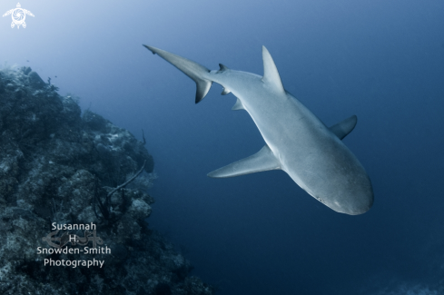 A Carcharhinus perezi | Caribbean Reef Shark