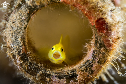 A yellow pygmy goby