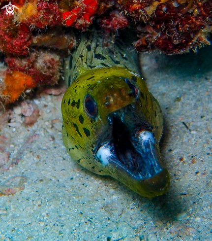 A Morey Eel