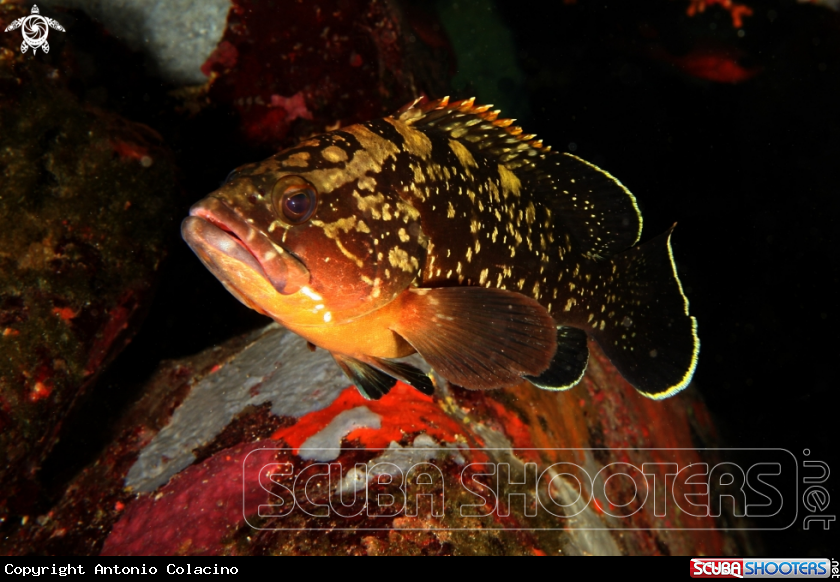 Cernia-Brown grouper