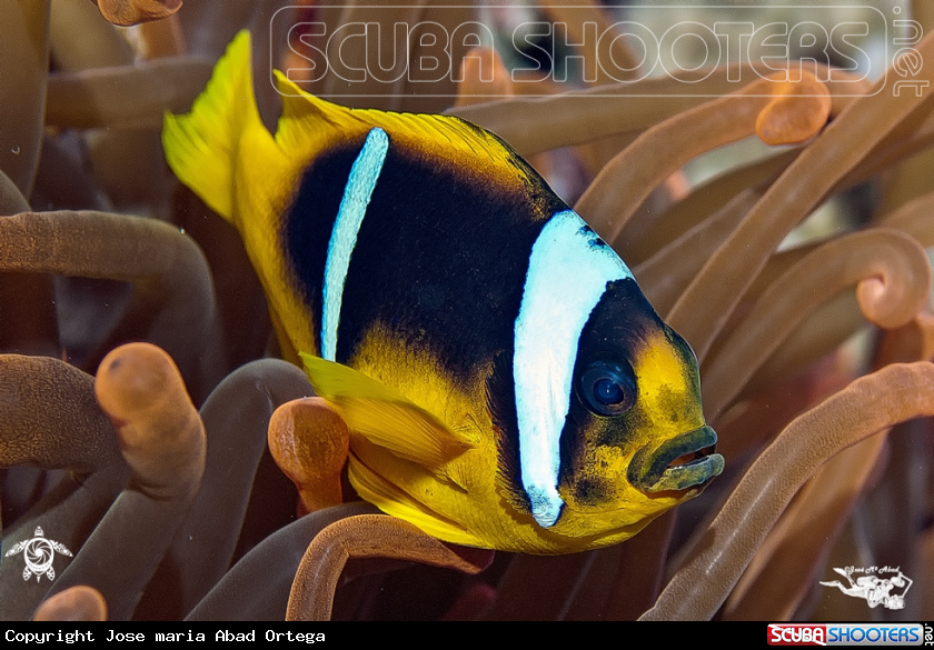 Red Sea Clown Fish