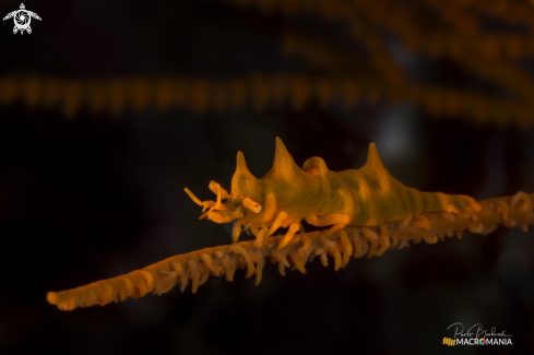 A Miropandalus hardingi | Dragon Shrimp