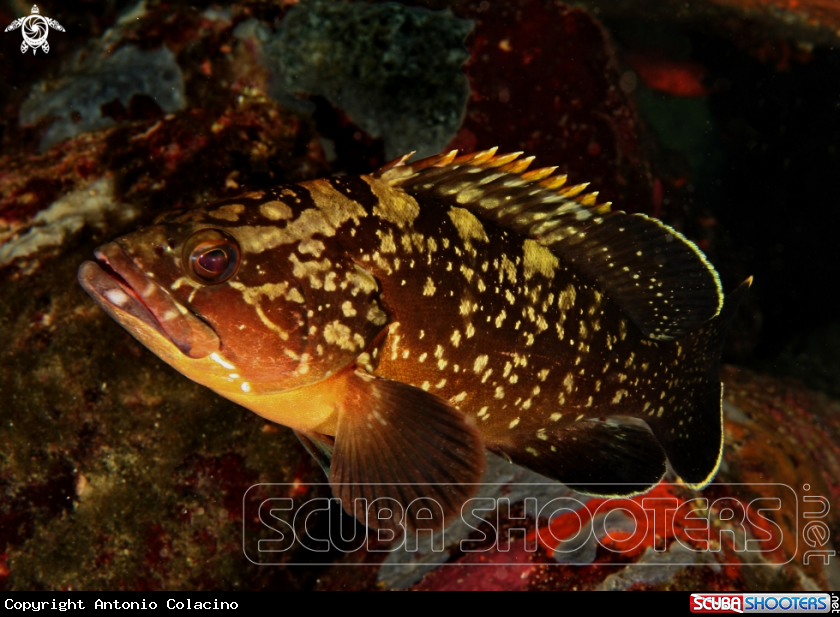 Cernia bruna-Brown grouper