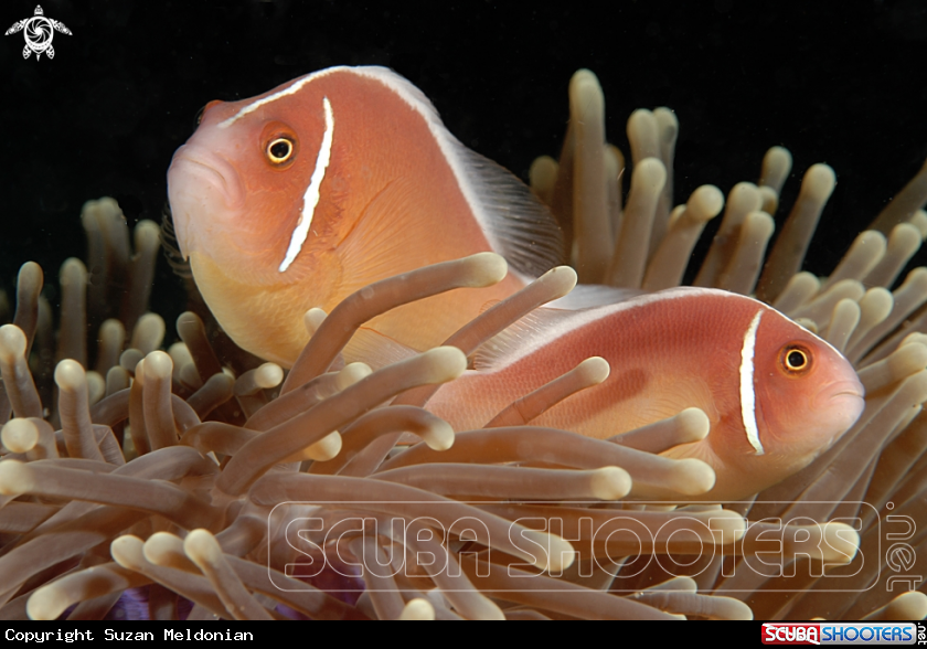A Pink Anemonefish