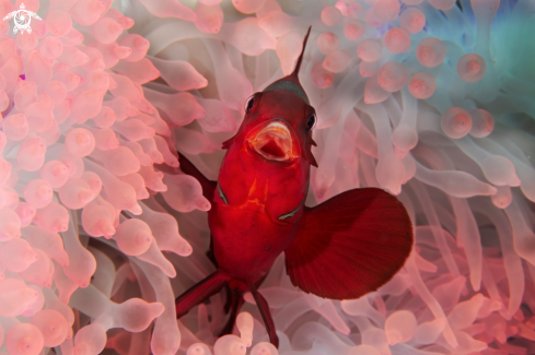 A Premnas biaculeatus  | Clown fish