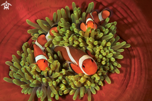 A Amphiprion ocellaris | Clown fish