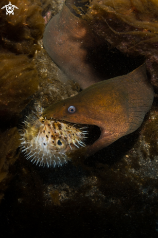 A Panamic Green Moray Eel