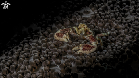 A  Neopetrolisthes maculatus  | porcelain crab