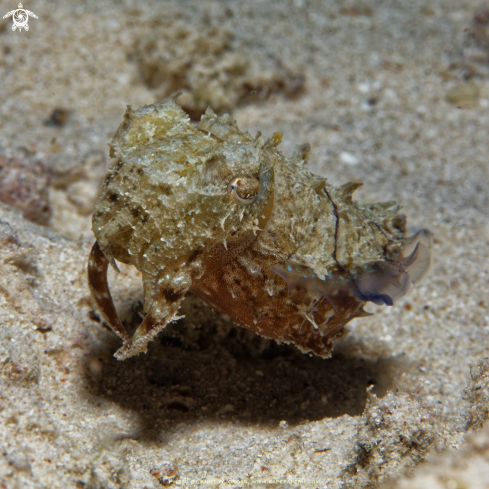 A Sepia sp. Cephalopoda | Sepia