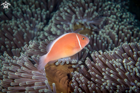 A Pink Anemonefish | Pink skunk clownfish