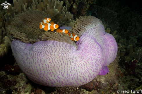 A Amphiprion Occelaris | False clown anemonefish