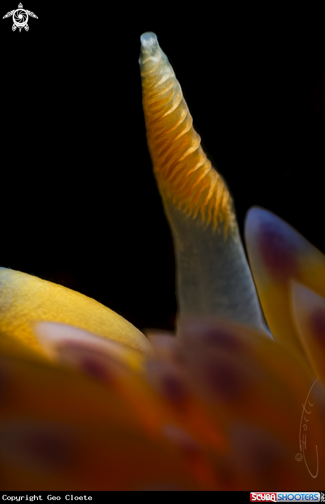 A Gas Flame Nudibranch rhinophore