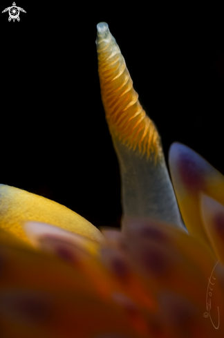 A Gas Flame Nudibranch rhinophore