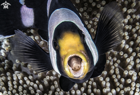 A Amphiprioninae | Clown fish