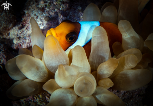 A Amphiprion clarkii | Clark's anemonefish