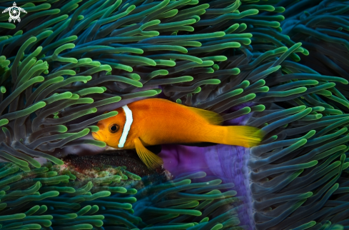 A Amphiprion nigripes | Maldive anemonefish