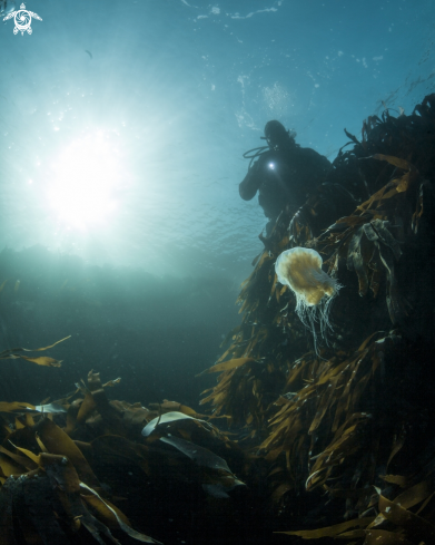 A Lions mane jelly, kelp and human