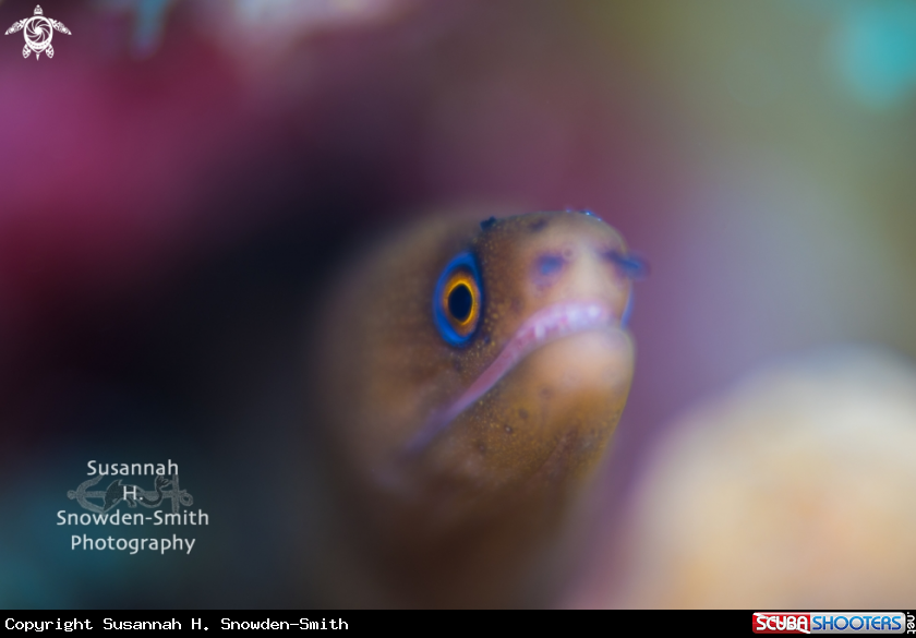 A Goldentail eel