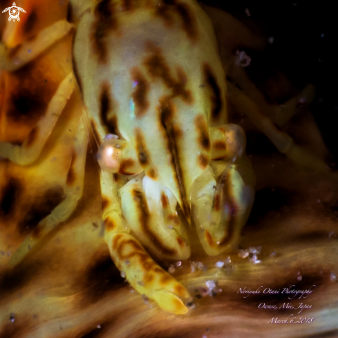 A Izucaris masudai Okuno, 1999 | Leopard Anemone Shrimp 