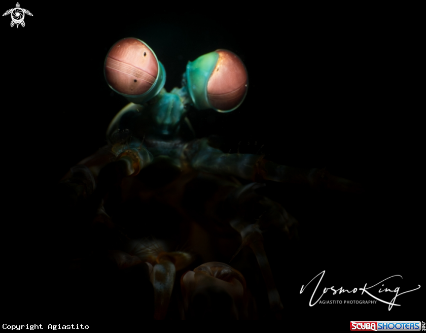 A Clown Mantis Shrimp