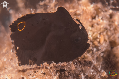 A Nudiantennarius subteres | occelated frogfish