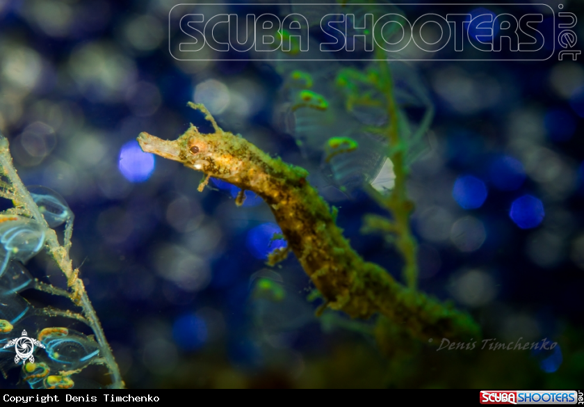 A PIPEFISH