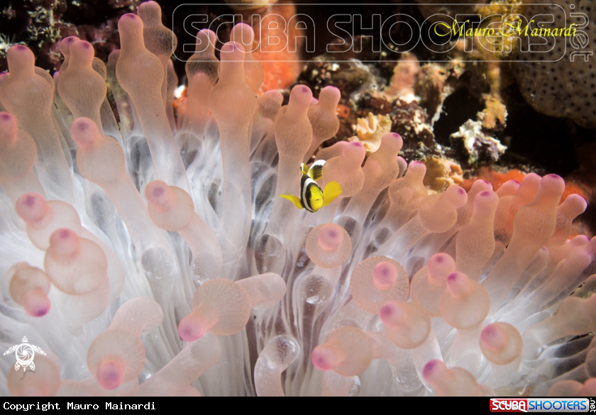 A Baby Clownfish and young anemone