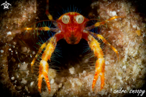 A Munida olivarae  | Bug Eyed Squat Lobster
