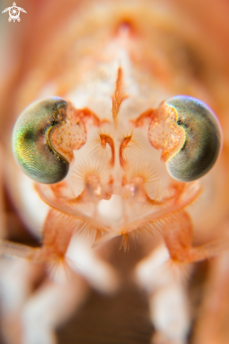 Big eye shrimp