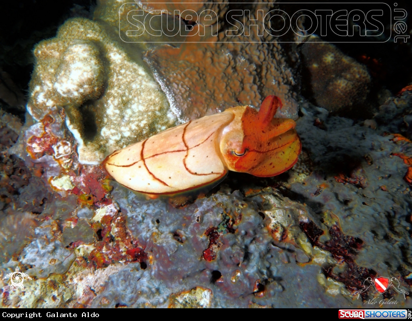 A Cuttlefish - Cuttles - Sepia