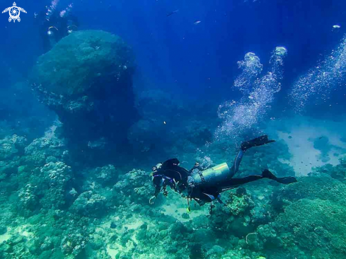 A scuba diving | dive buddies