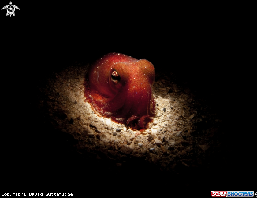 A Common Bobtail Squid