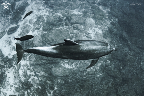 A Bottlenose Dolphin 