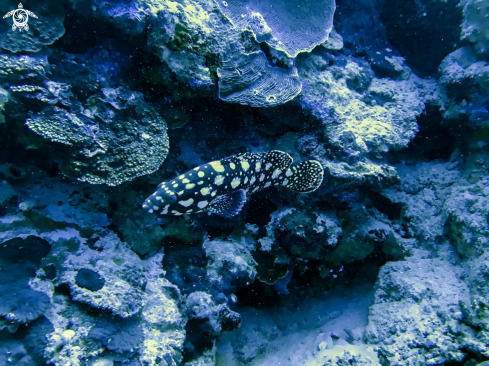 A white spotted grouper