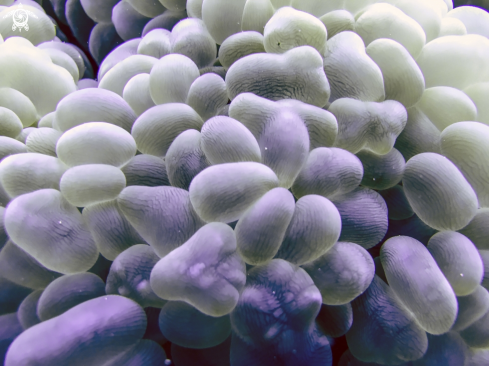 A green bubble coral
