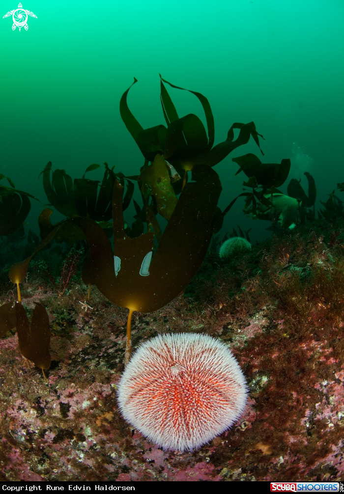 Sea Urchin & kelp