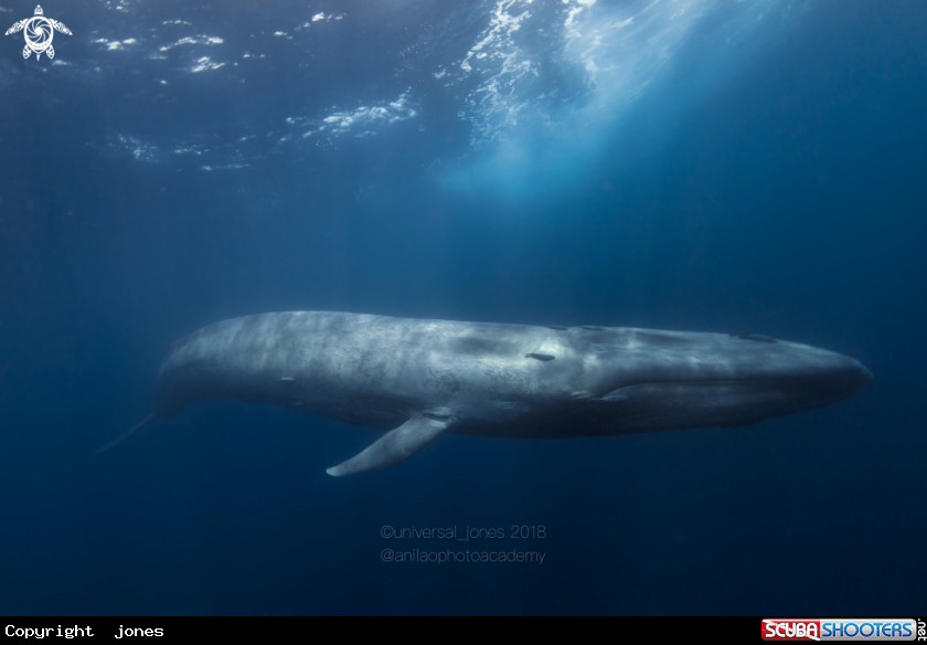 A Blue Whale