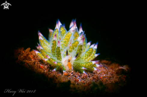 A Costasiella kurosimae | Nudibranch