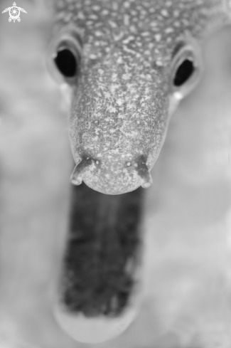 A Enchelycore  anatina | Morena picopato