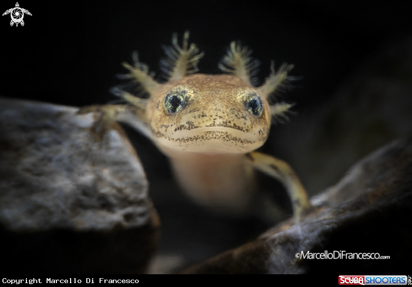 Salamandra Portrait