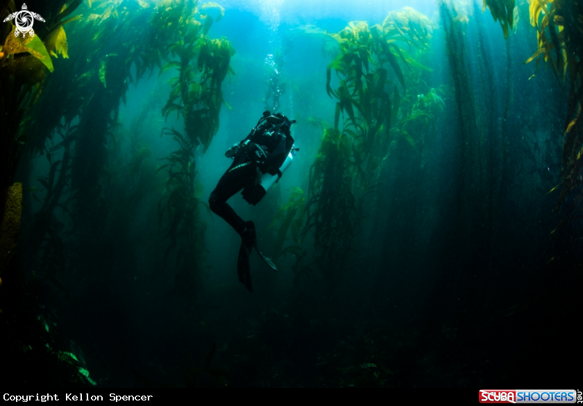 A Anacapa kelp forest