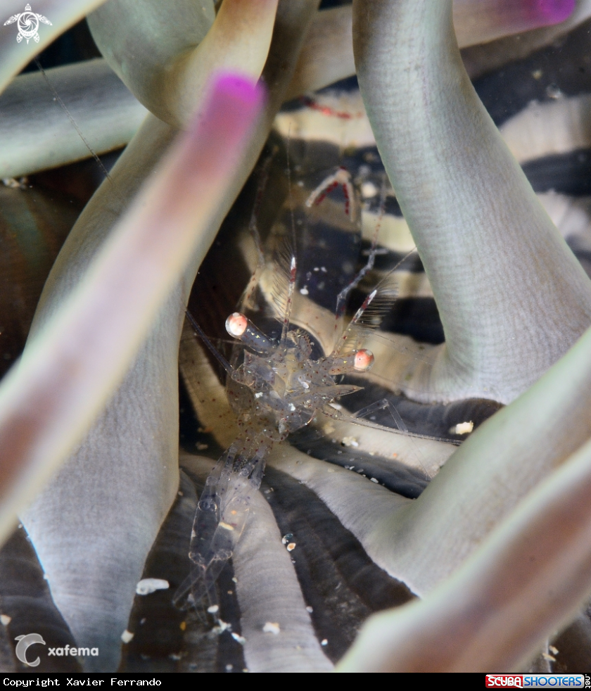 A Sand Anemone shrimp