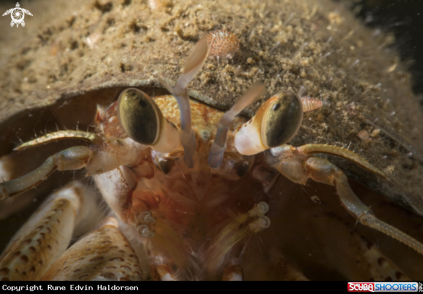 Hermit crab with riding ampipods. 