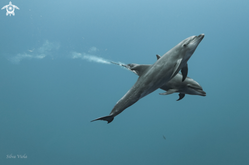 A Tursiops truncatus | Bottlenose Dolphin 