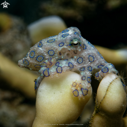 A Hapalochlaena lunulata | blue ring octopus